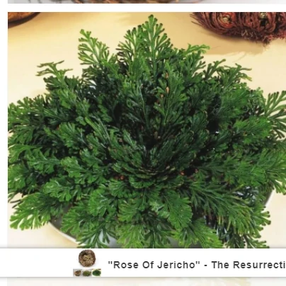 "Rose Of Jericho" - The Resurrection Plant - Image 3