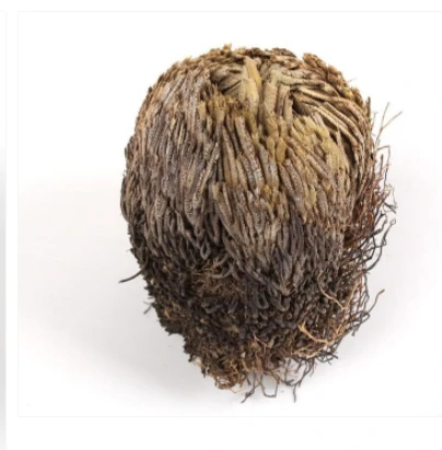 "Rose Of Jericho" - The Resurrection Plant - Image 4