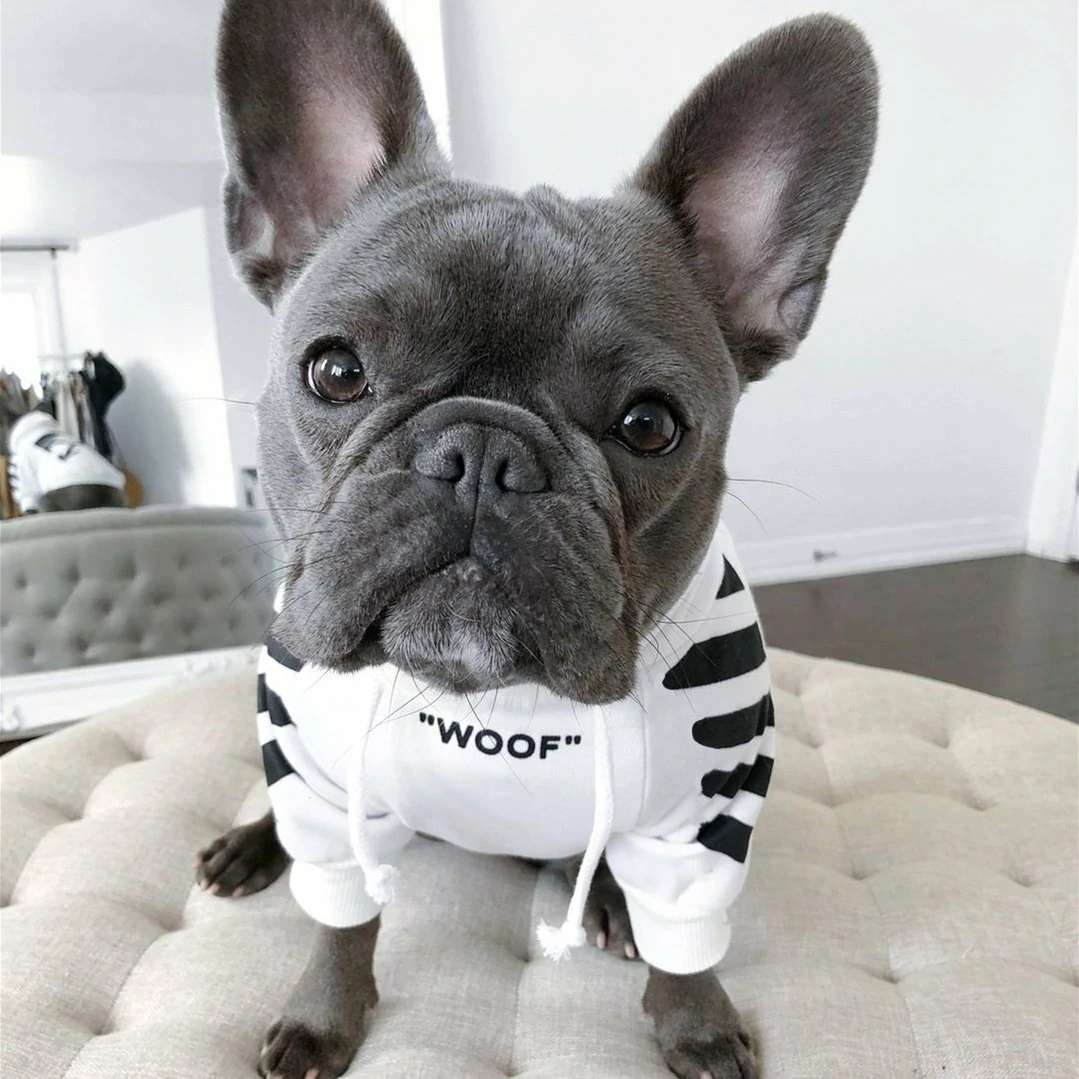 ‘WOOF’ Trendy Dog Hoodie - Image 3