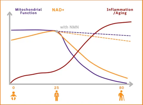 Bee Venom NMN Natural Repair Vaginal Capsules - Image 6